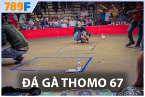 Đá gà Thomo 67